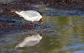 Mouette rieuse 7707_wm